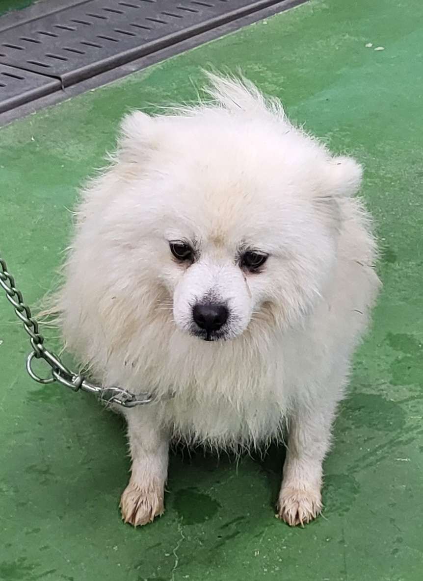 믹스견 이미지 파일 입니다.
